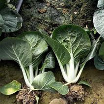 黑白配黑叶小白菜青菜种籽高产耐热四季播白梗黑叶白菜种子