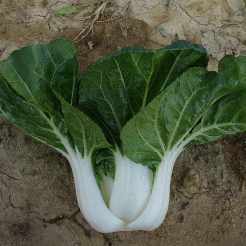 黑白配黑叶小白菜青菜种籽高产耐热四季播白梗黑叶白菜种子