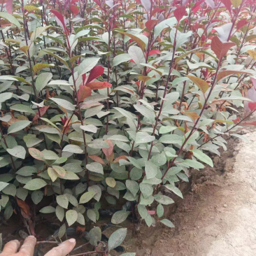大量出售各种苗木紫叶矮樱