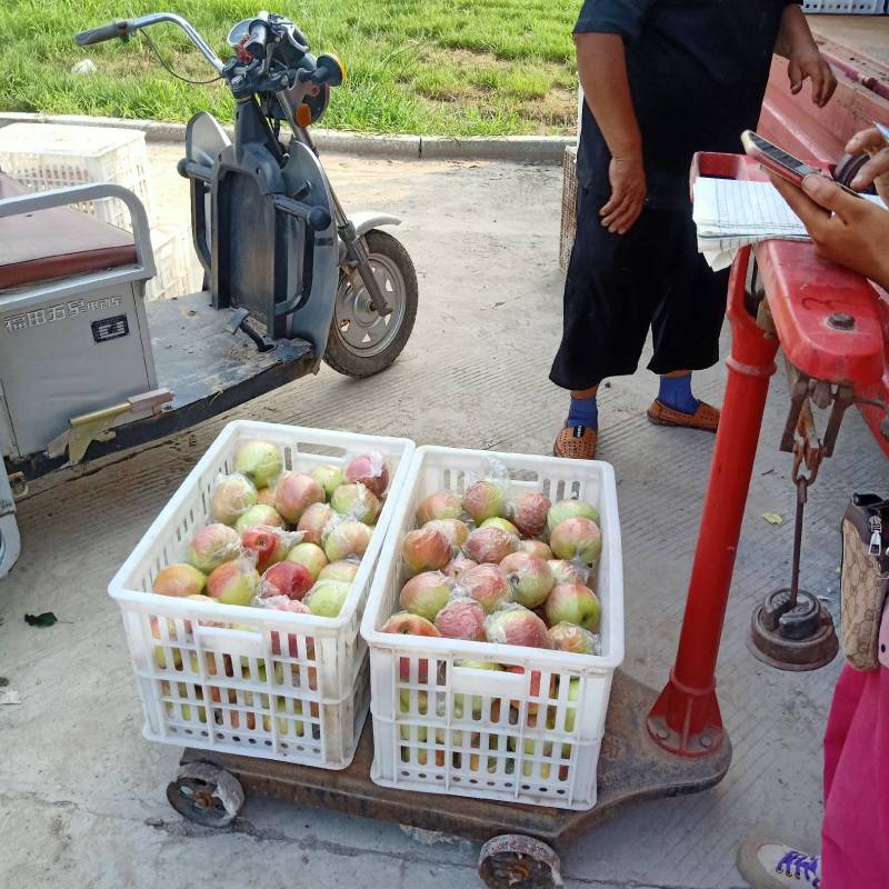 苹果，嘎啦苹果，红富士苹果，