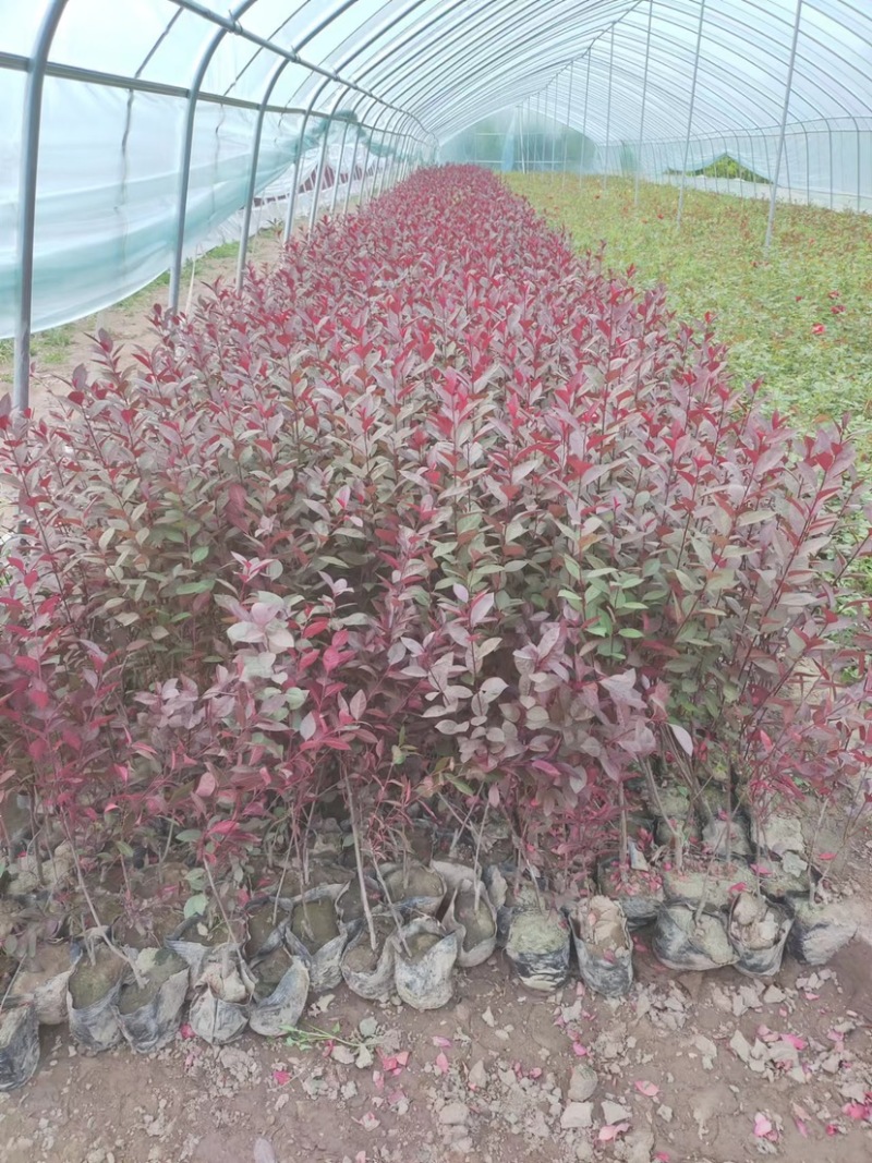 大量出售各种苗木紫叶矮樱