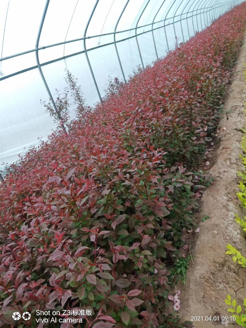 大量出售各种苗木紫叶矮樱