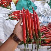 贵州红辣椒大量上市，
