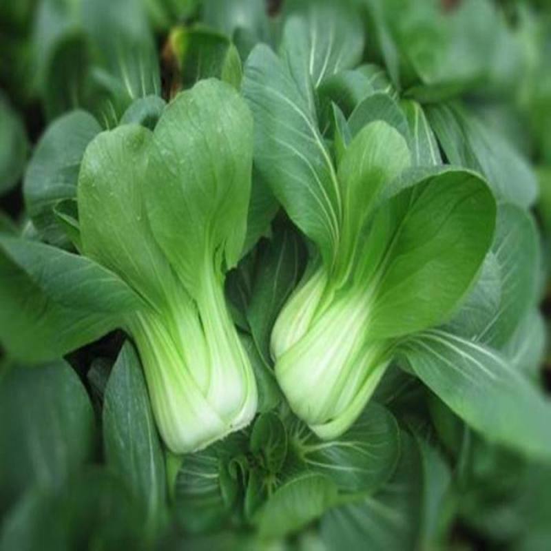 神禾黑大头青梗菜种子小白菜束腰大头脆嫩四季蔬菜