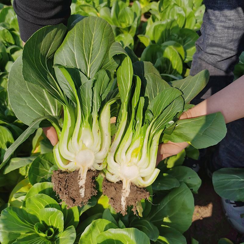 神禾黑大头青梗菜种子小白菜束腰大头脆嫩四季蔬菜