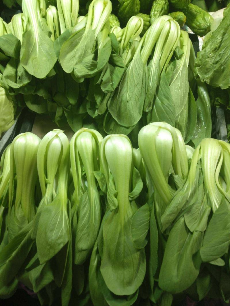 神禾黑大头青梗菜种子小白菜束腰大头脆嫩四季蔬菜
