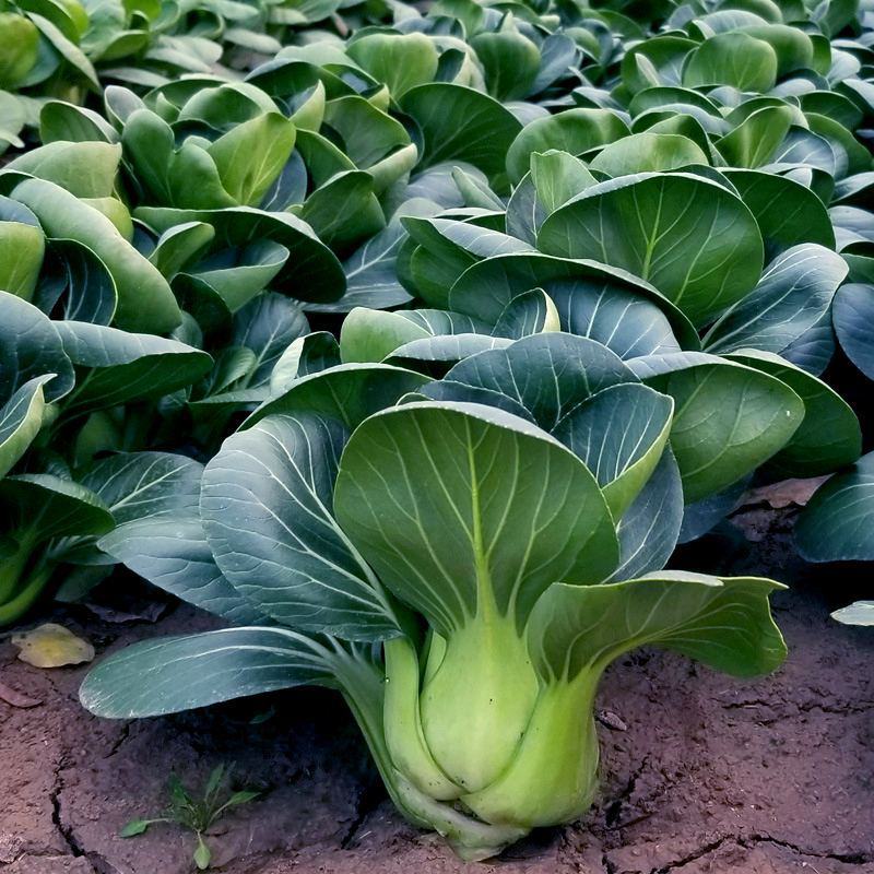 神禾黑大头青梗菜种子小白菜束腰大头脆嫩四季蔬菜