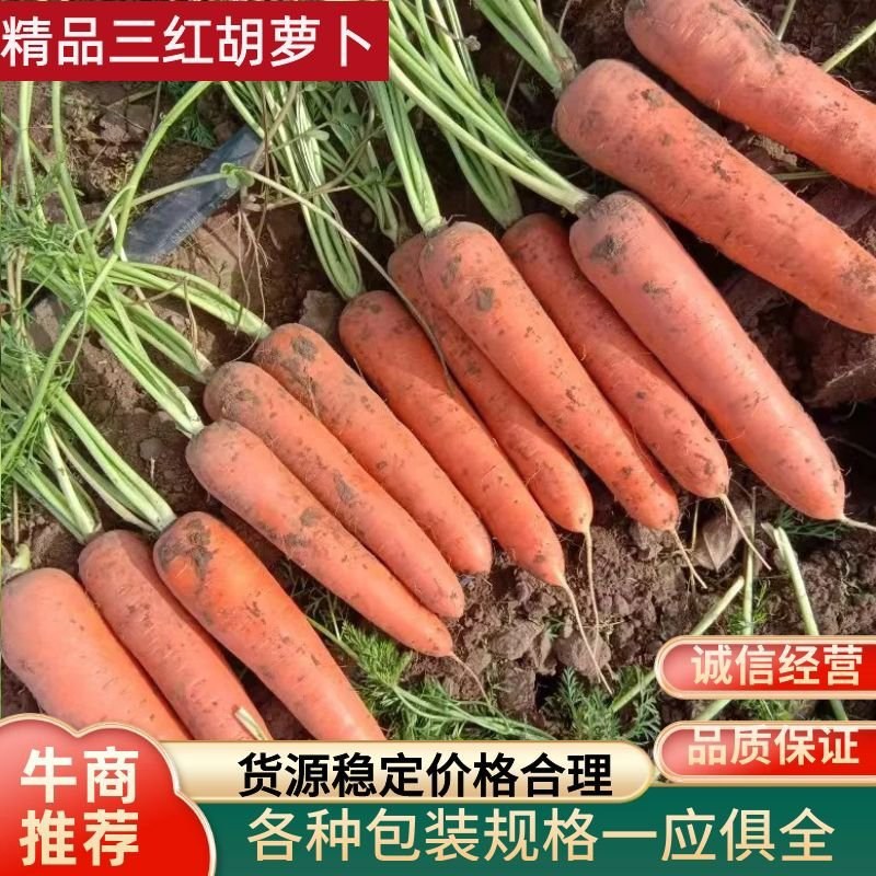 胡萝卜:颜色好条形正，表皮光滑亮泽。无伤残质量保证。