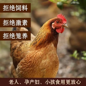 【工厂直发】两年散养黄油老母鸡每只二斤左右