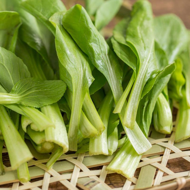 青梗菜种子神禾鸡毛菜高产抗病抗热耐雨耐贮运秋播优质小青菜
