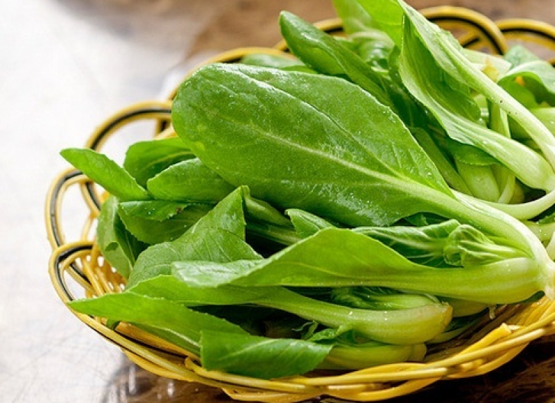 青梗菜种子神禾鸡毛菜高产抗病抗热耐雨耐贮运秋播优质小青菜