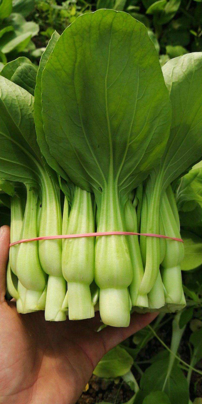 青梗菜种子神禾鸡毛菜高产抗病抗热耐雨耐贮运秋播优质小青菜