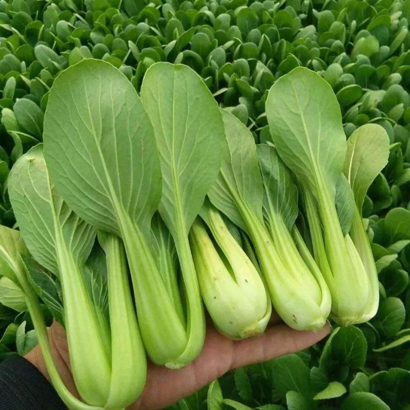 青梗菜种子神禾鸡毛菜高产抗病抗热耐雨耐贮运秋播优质小青菜