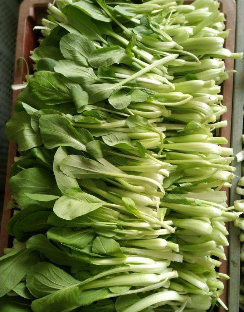 青梗菜种子神禾鸡毛菜高产抗病抗热耐雨耐贮运秋播优质小青菜