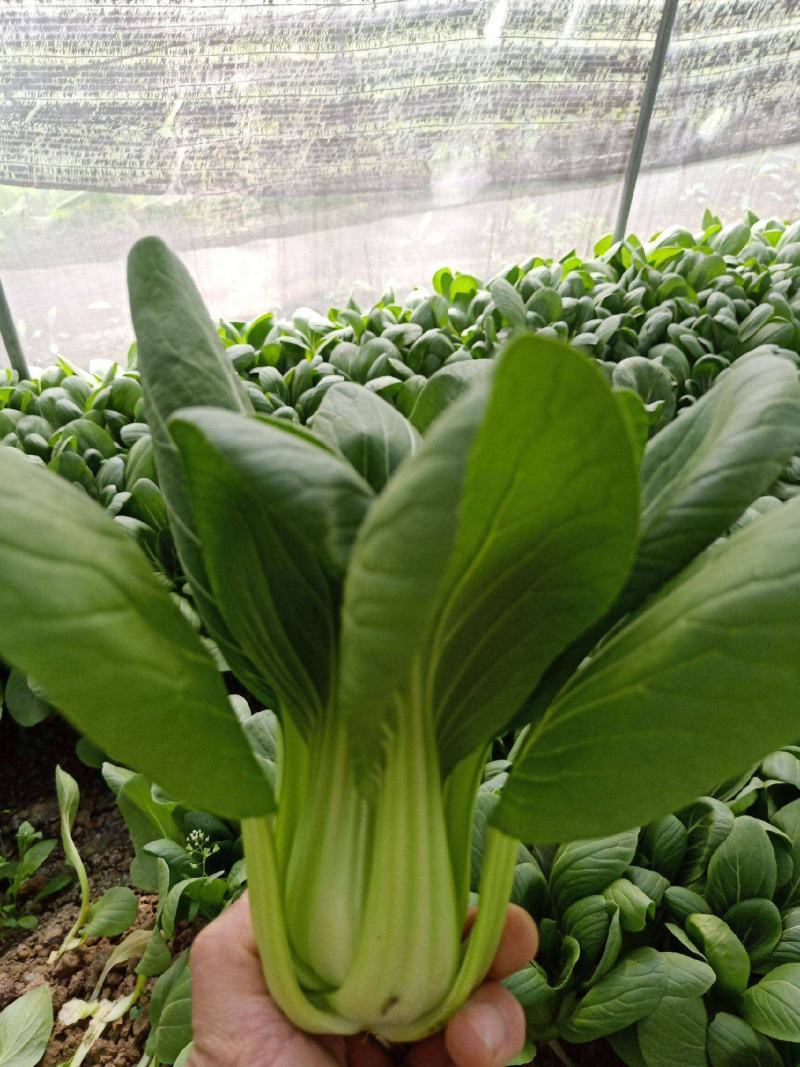 青梗菜种子神禾鸡毛菜高产抗病抗热耐雨耐贮运秋播优质小青菜