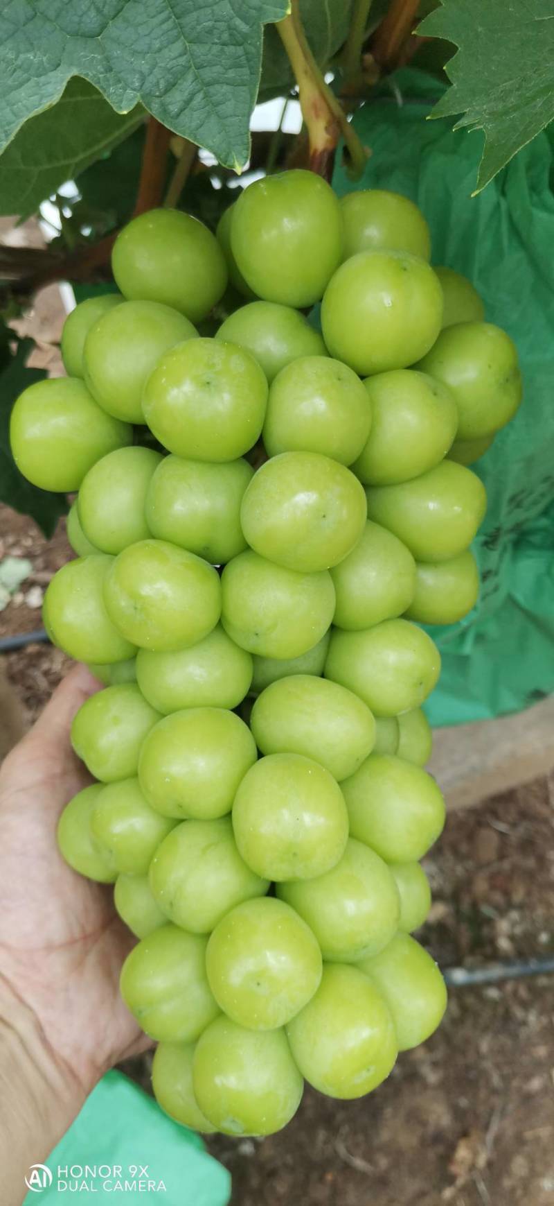 阳光玫瑰