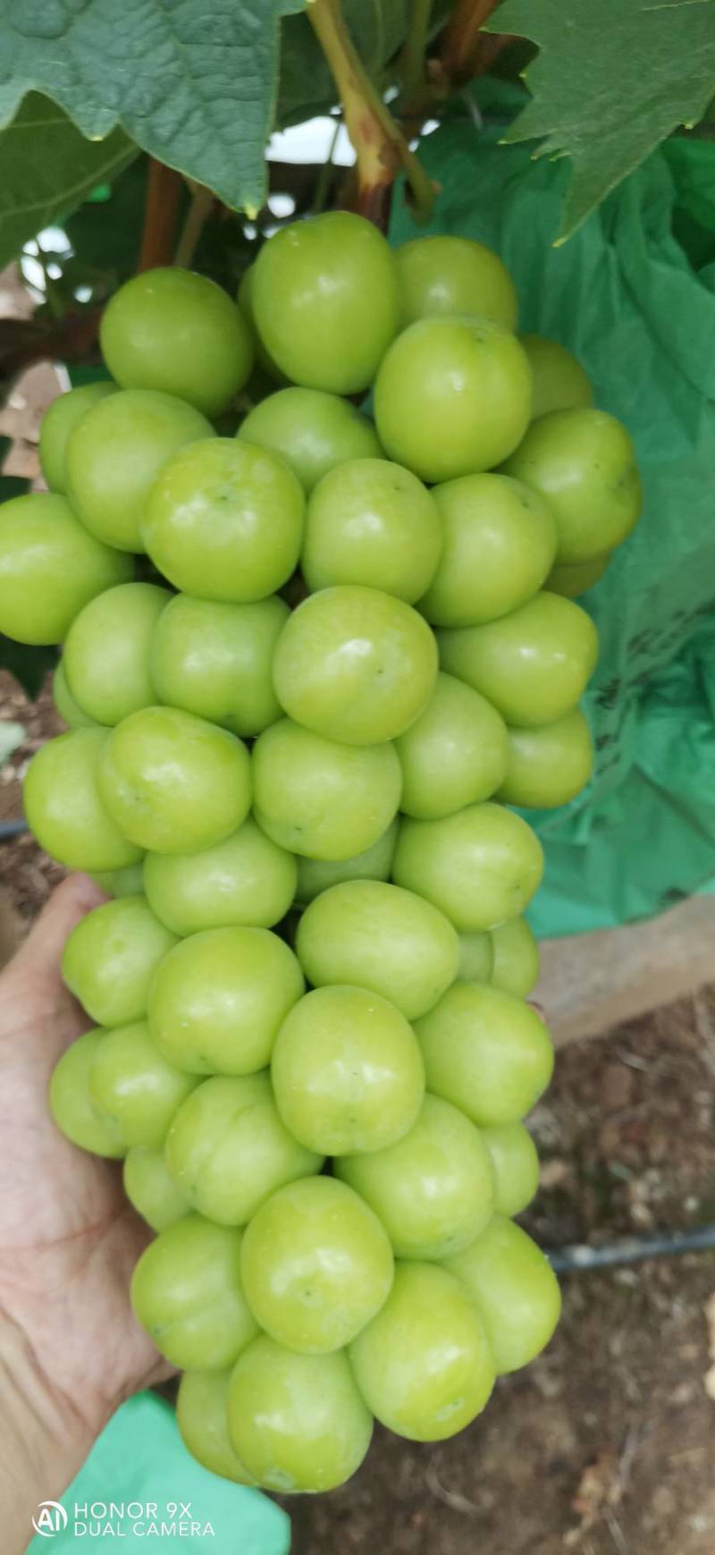 阳光玫瑰