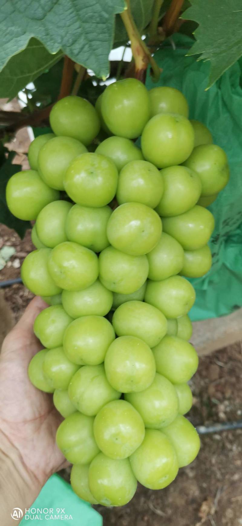 阳光玫瑰