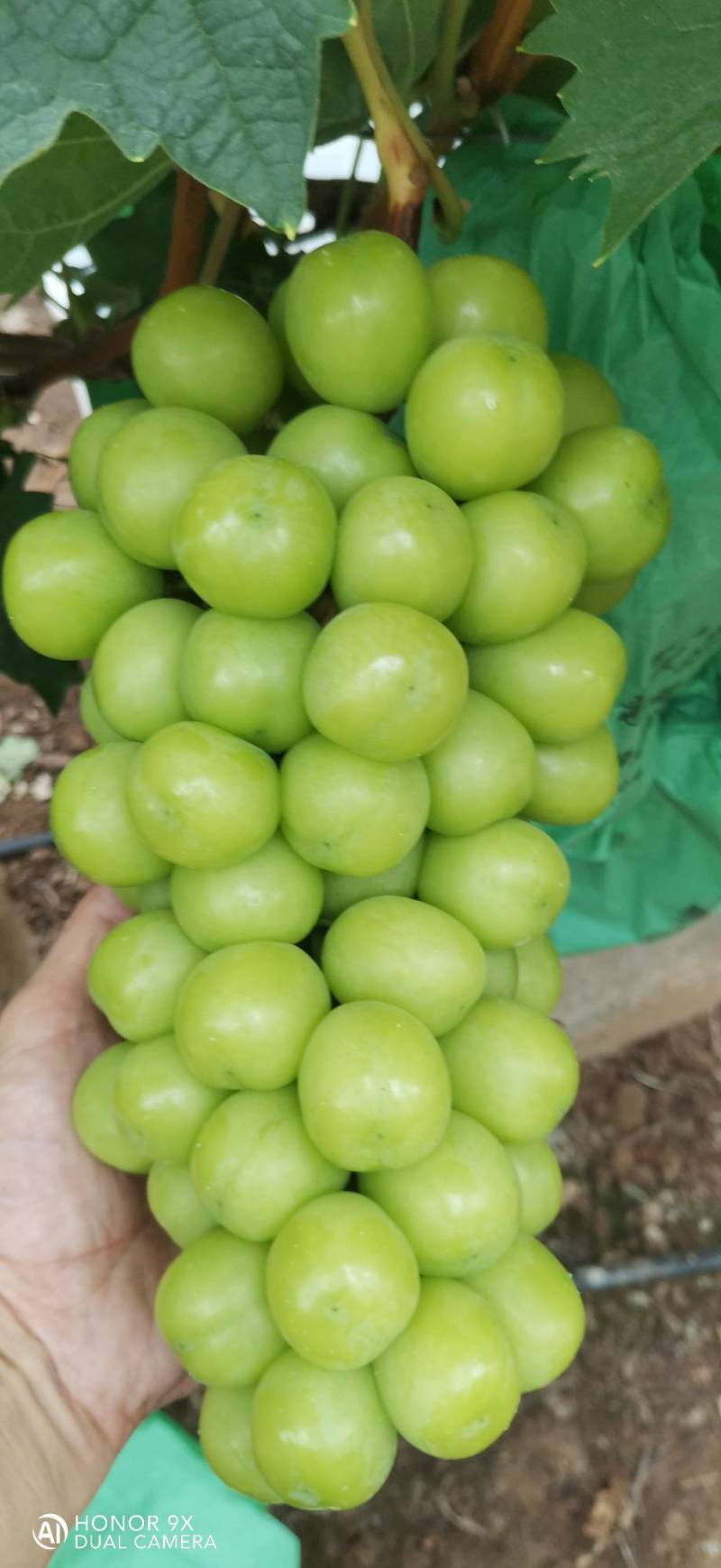 阳光玫瑰