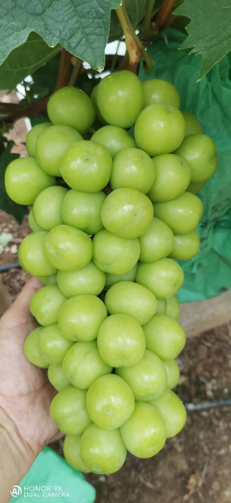 阳光玫瑰