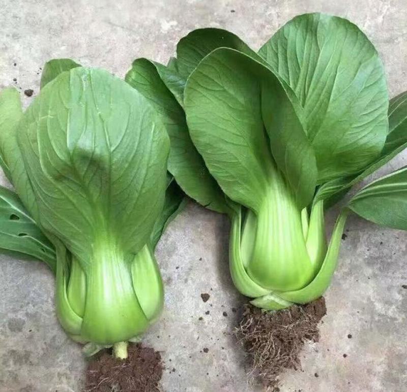 甬苗夏美绿青梗菜种子快速生长耐热耐湿青菜种籽束腰上海青