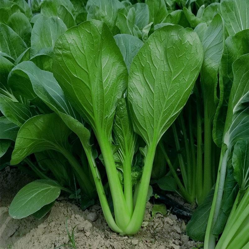 甬苗夏美绿青梗菜种子快速生长耐热耐湿青菜种籽束腰上海青