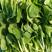甬苗夏美绿青梗菜种子快速生长耐热耐湿青菜种籽束腰上海青