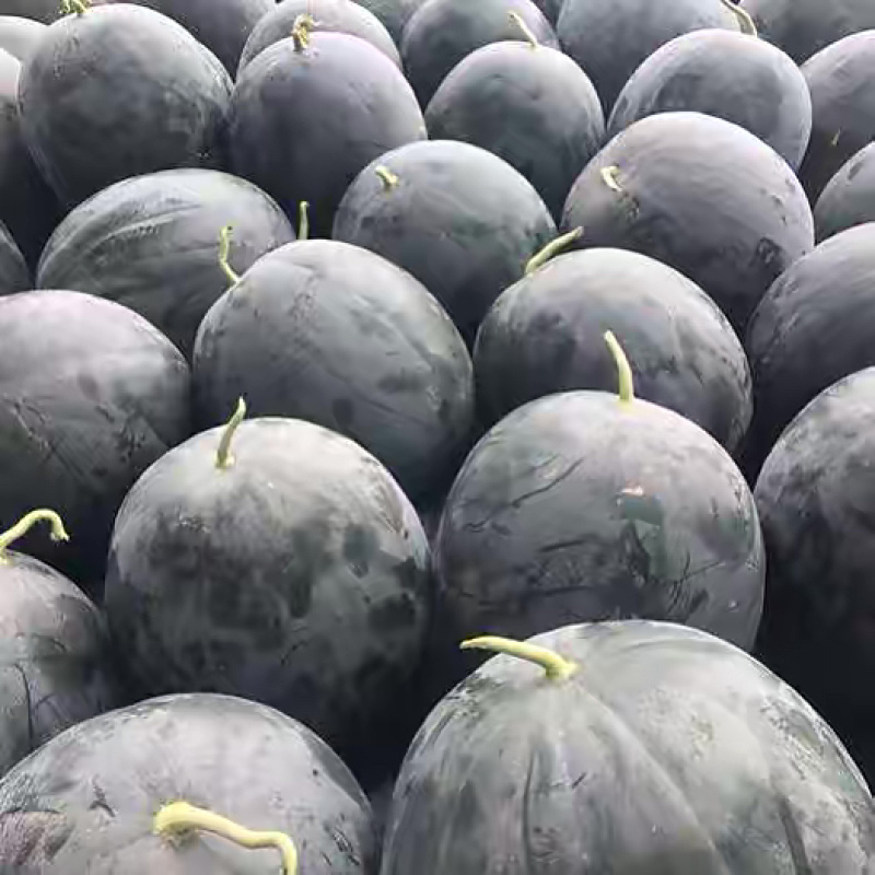 黑皮无籽西瓜专业代办服务完善走货便利对接各级客商