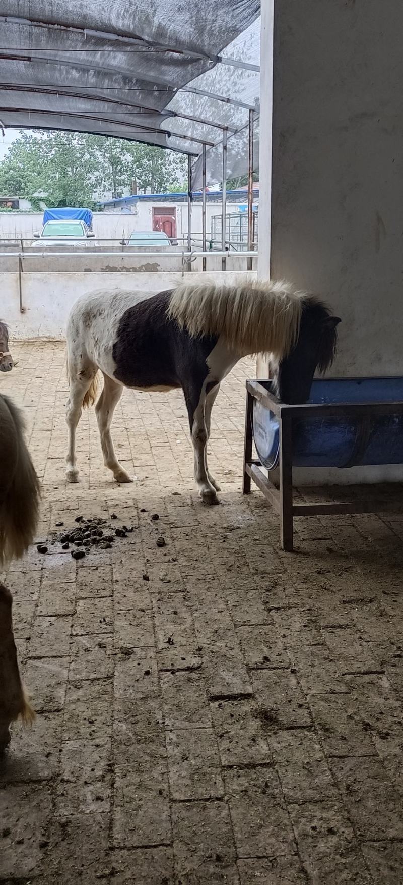 设特兰矮马一手货源视频看货品质保证以质论价