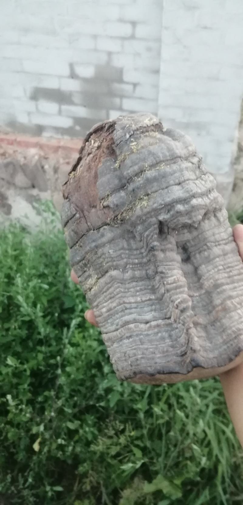 木蹄层孔菌驴蹄子