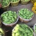 预售四季蜜芒！6月28号上市啦