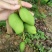 预售四季蜜芒！6月28号上市啦