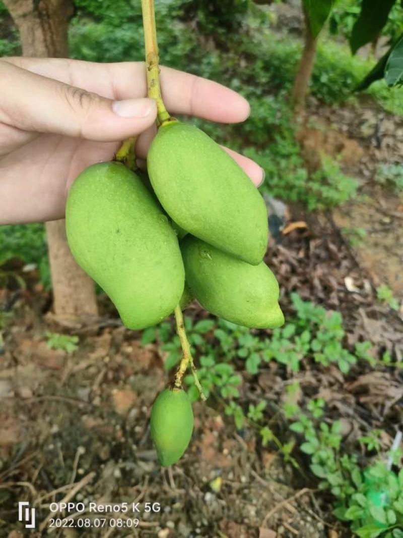 预售四季蜜芒！6月28号上市啦