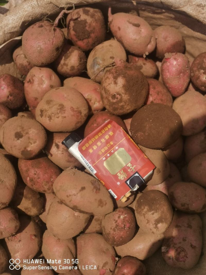 云南省昆明市寻甸县六哨乡青薯9号中货量大从优