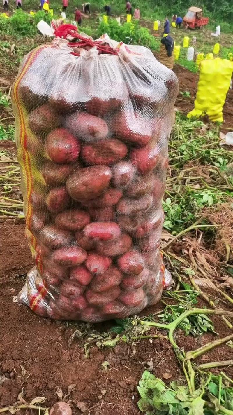 云南省昆明市寻甸县六哨乡青薯9号中货量大从优