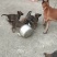 小马犬