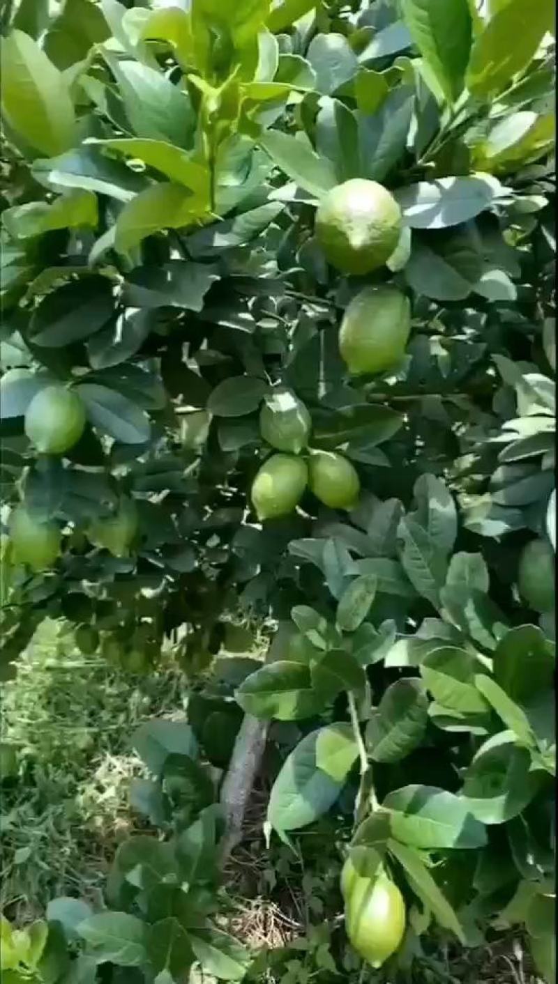 广东香水柠檬