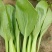 抗热将军青菜种子耐热青菜种子夏天栽培青菜耐高温青梗菜种子