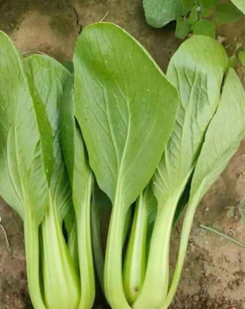 抗热将军青菜种子耐热青菜种子夏天栽培青菜耐高温青梗菜种子