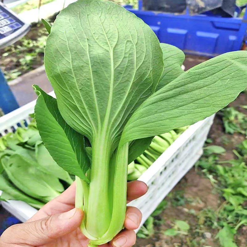 抗热将军青菜种子耐热青菜种子夏天栽培青菜耐高温青梗菜种子