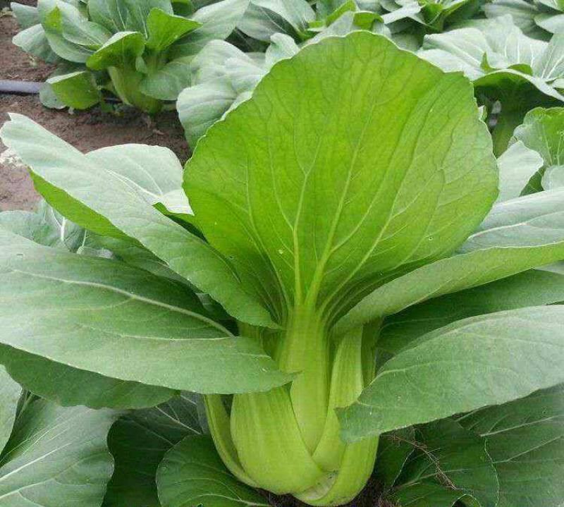 抗热将军青菜种子耐热青菜种子夏天栽培青菜耐高温青梗菜种子