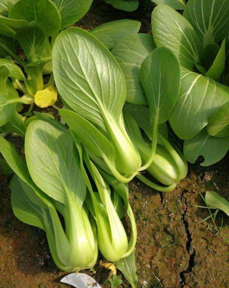 抗热将军青菜种子耐热青菜种子夏天栽培青菜耐高温青梗菜种子
