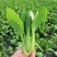 抗热将军青菜种子耐热青菜种子夏天栽培青菜耐高温青梗菜种子