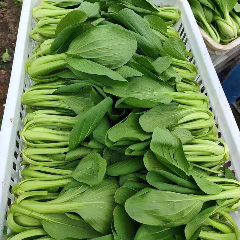 抗热将军青菜种子耐热青菜种子夏天栽培青菜耐高温青梗菜种子