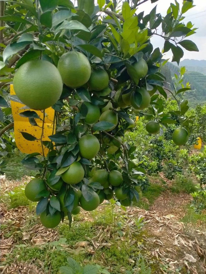 云南文山广南特早蜜橘已大量上市，金秋和脐也可以预订了