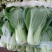 奶油小青菜种籽小青菜种子春季蔬菜籽四季播高产抗病黑大头