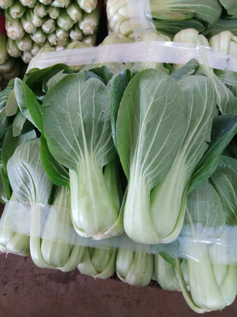 奶油小青菜种籽小青菜种子春季蔬菜籽四季播高产抗病黑大头