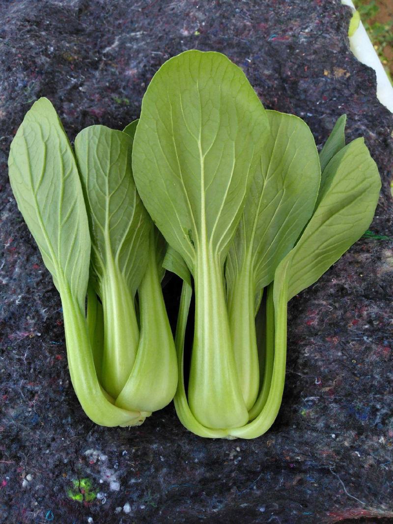 奶油小青菜种籽小青菜种子春季蔬菜籽四季播高产抗病黑大头