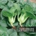特矮黑大头青梗菜种子耐热抗病南方北方田园春夏秋冬季播蔬菜