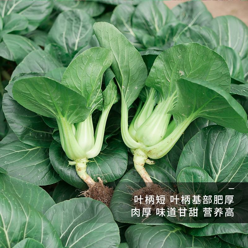 特矮黑大头青梗菜种子耐热抗病南方北方田园春夏秋冬季播蔬菜